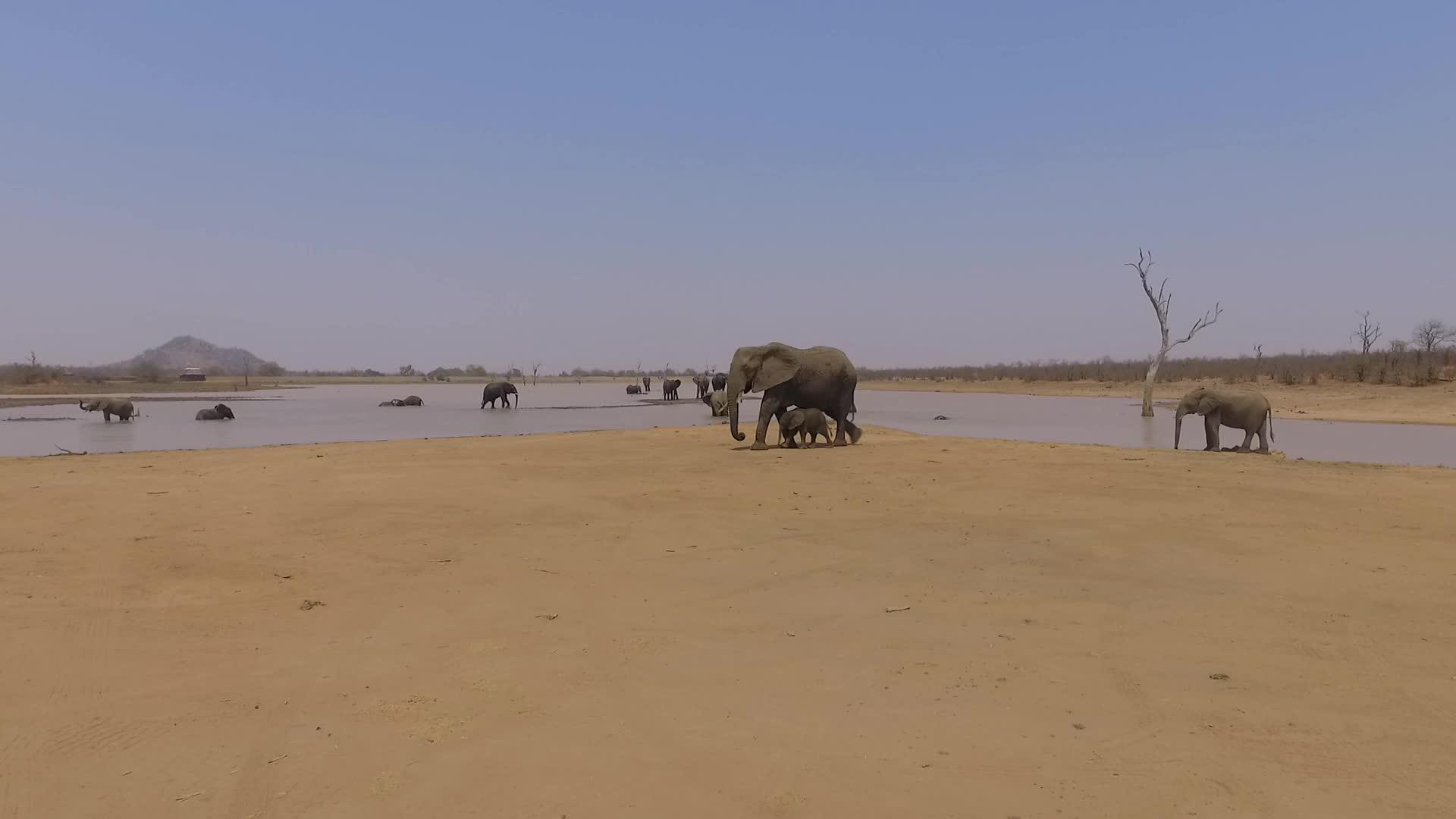 野外的大象视频的预览图