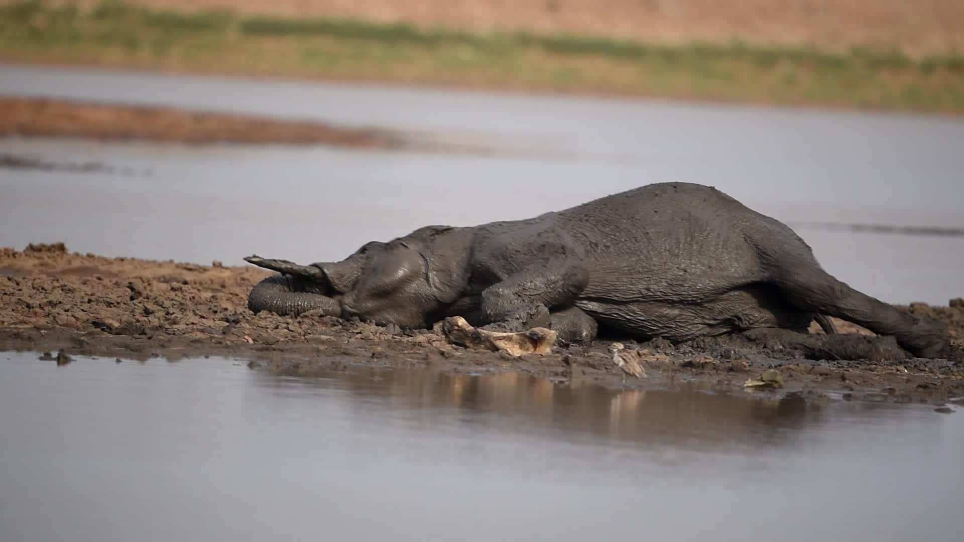 大象享受泥浴视频的预览图