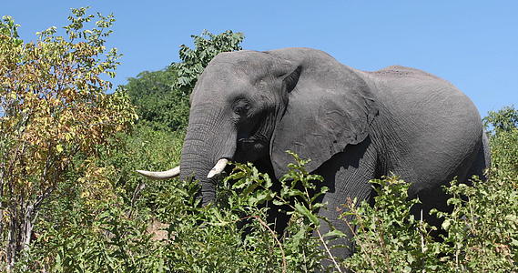 非洲大象在乔贝博茨瓦纳野生动物公园视频的预览图