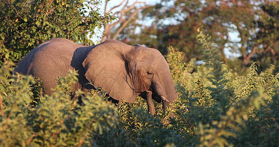 Choobe非洲大象国家公园视频的预览图