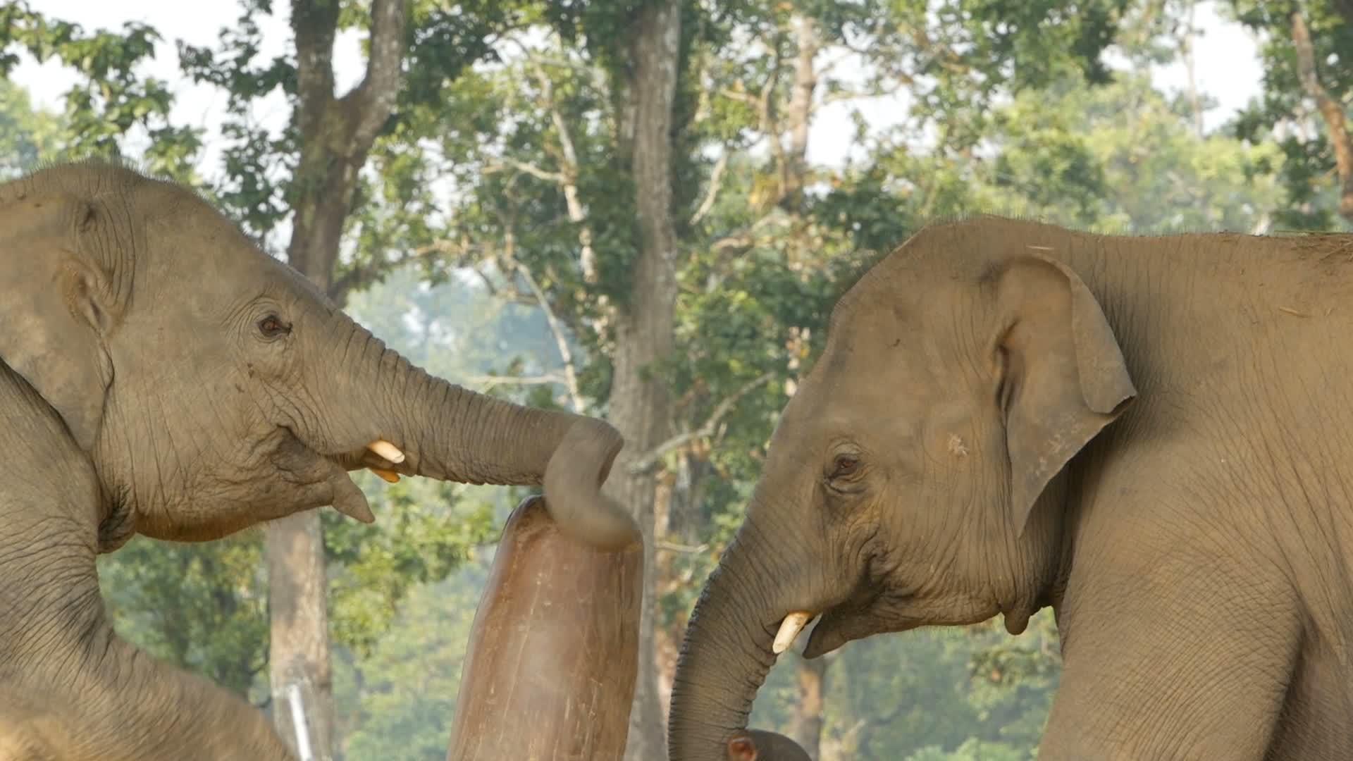 年轻的大象在国家公园里玩耍视频的预览图