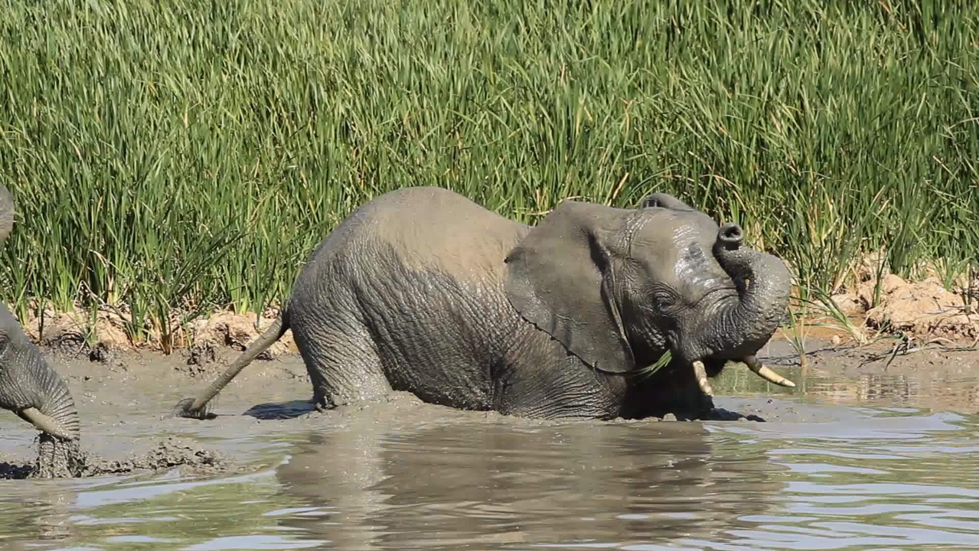 非洲大象在泥土中视频的预览图