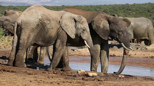 非洲大象水坑视频的预览图