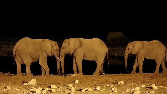 晚上非洲大象在水坑里视频的预览图