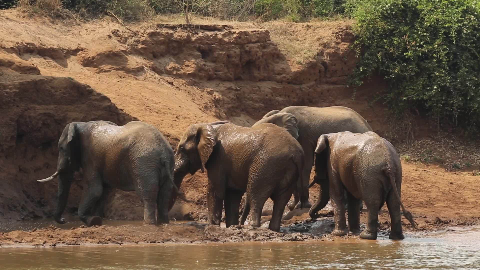 非洲大象喷洒土壤视频的预览图