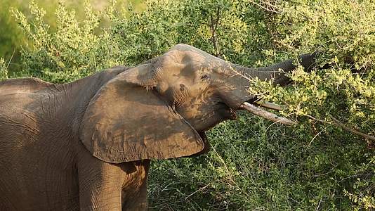 支持非洲大象视频的预览图