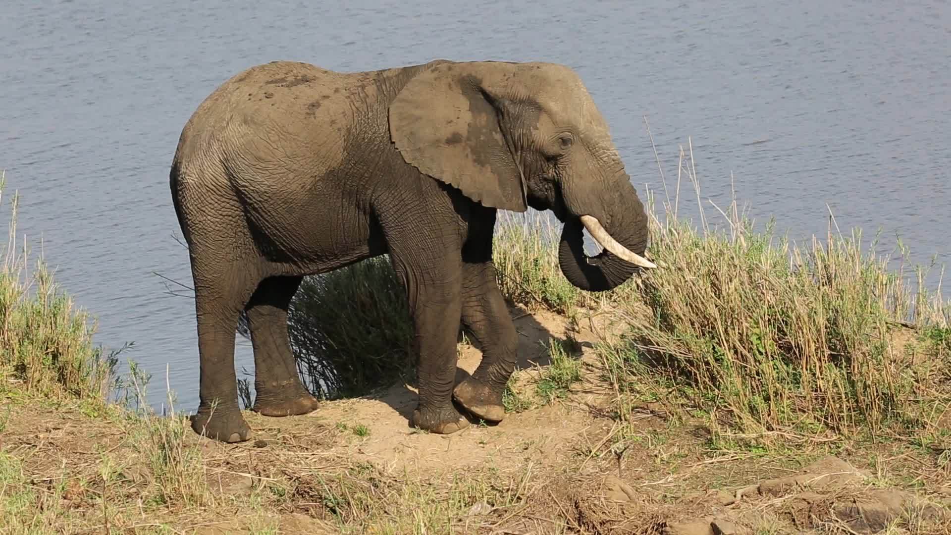 支持非洲大象Kruger国家公园视频的预览图