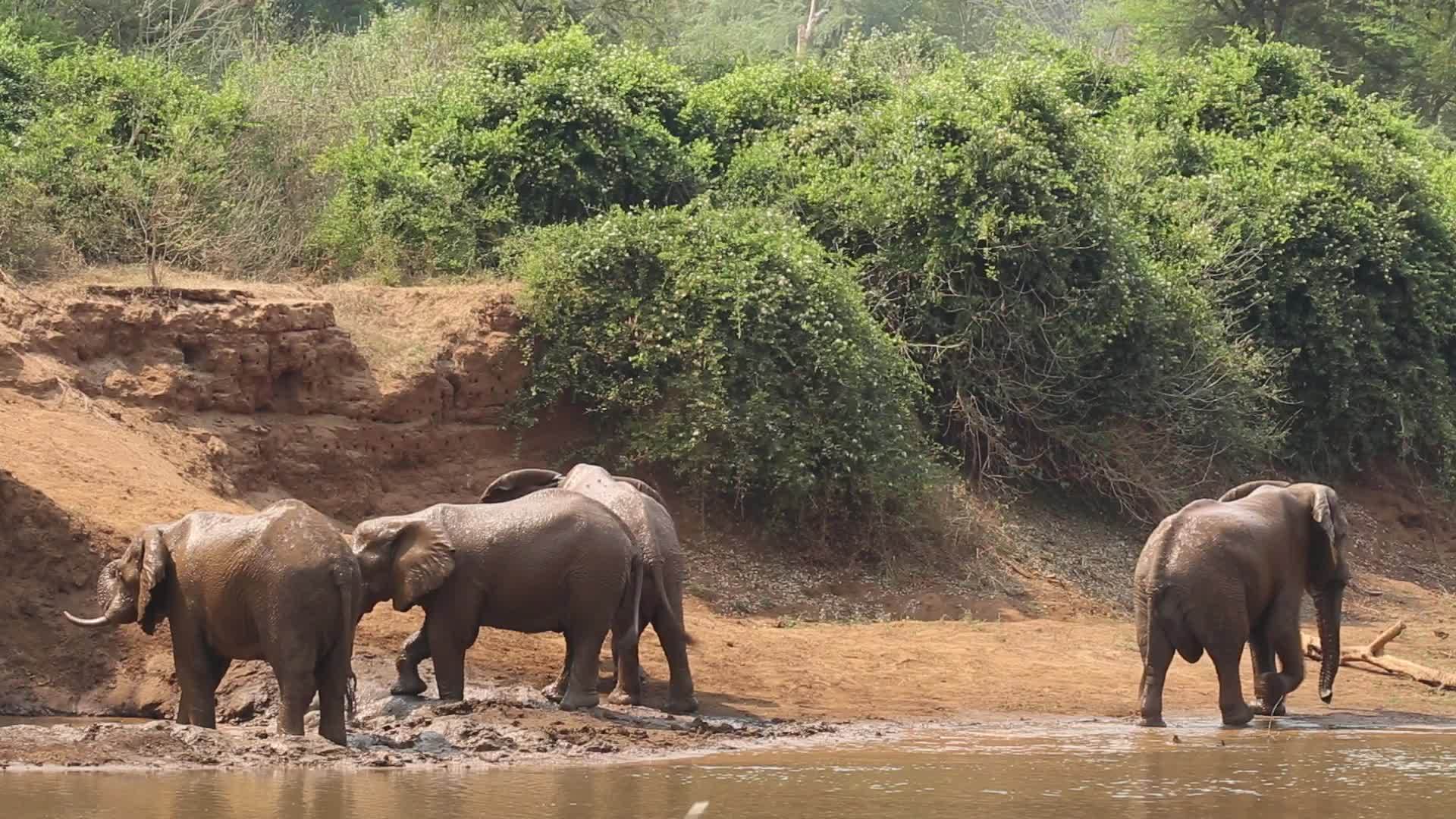 一条河流中的非洲大象视频的预览图