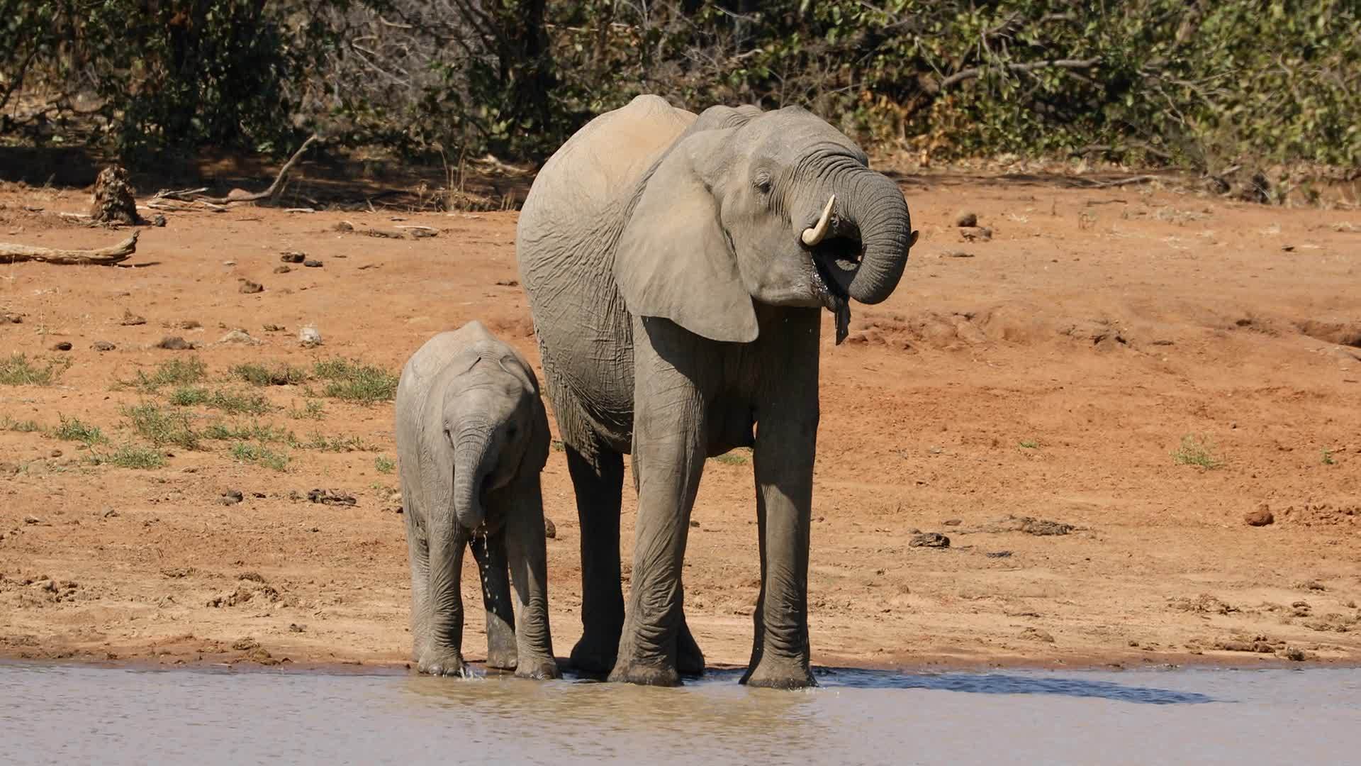非洲大象饮用水视频的预览图
