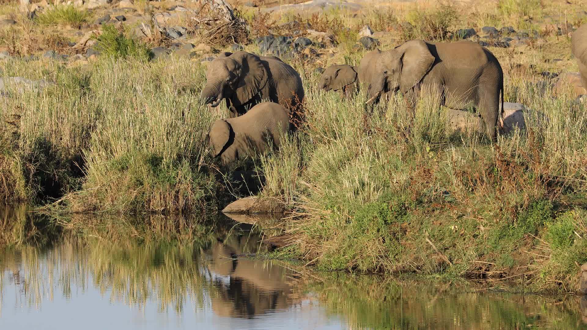 支持非洲大象视频的预览图