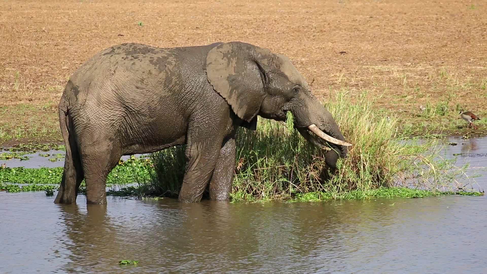 支持非洲大象Kruger国家公园视频的预览图