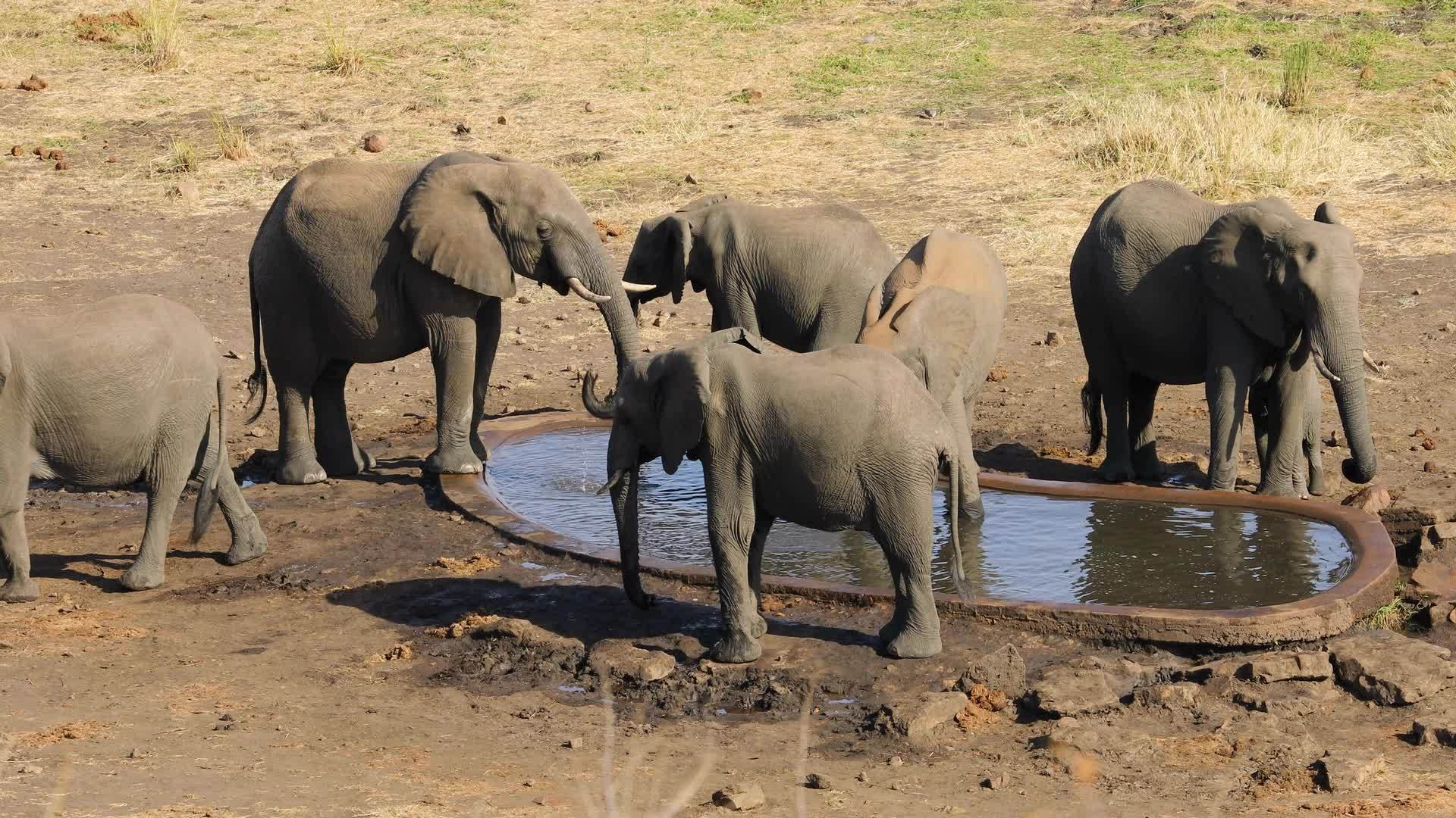非洲大象饮水视频的预览图