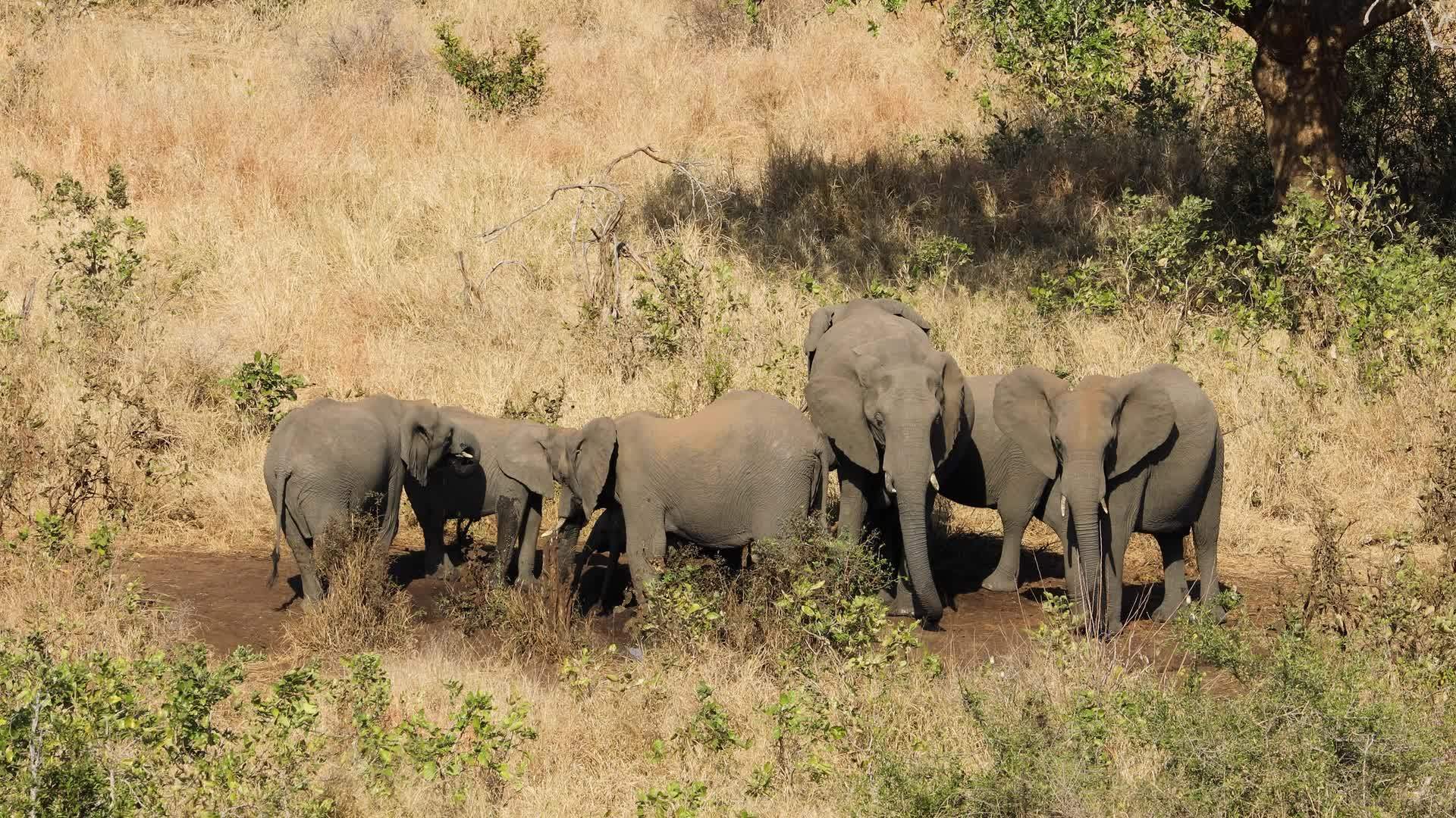 非洲大象饮用水Kruger国家公园视频的预览图