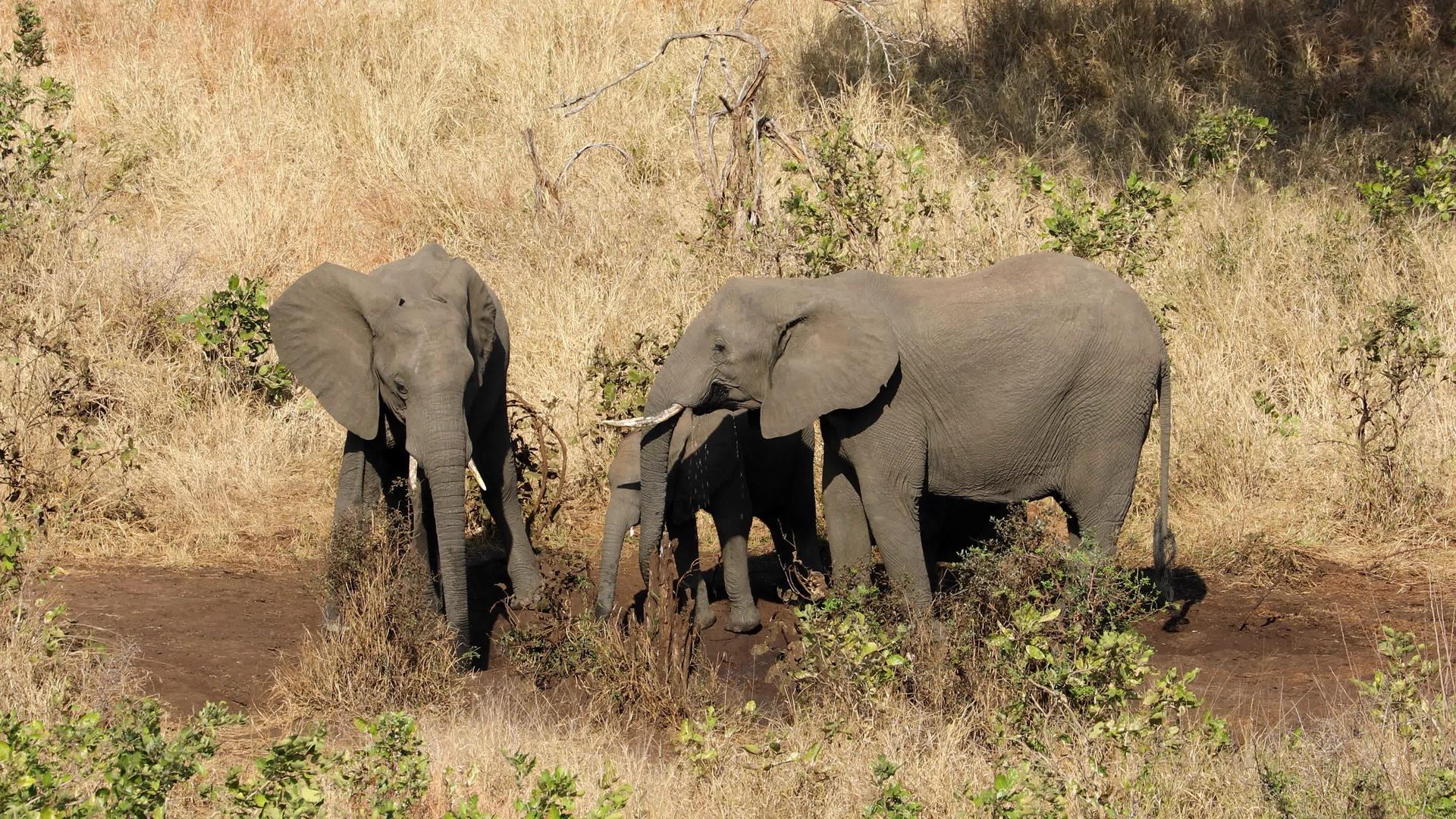 非洲大象饮用水Kruger国家公园视频的预览图