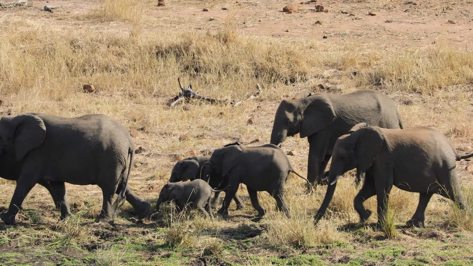 非洲大象在横线上行走Kruger国家公园视频的预览图