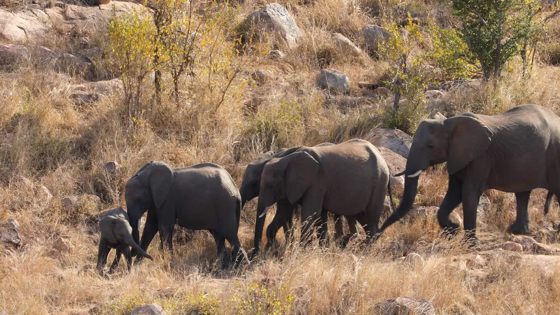 非洲大象在横线上行走Kruger国家公园视频的预览图