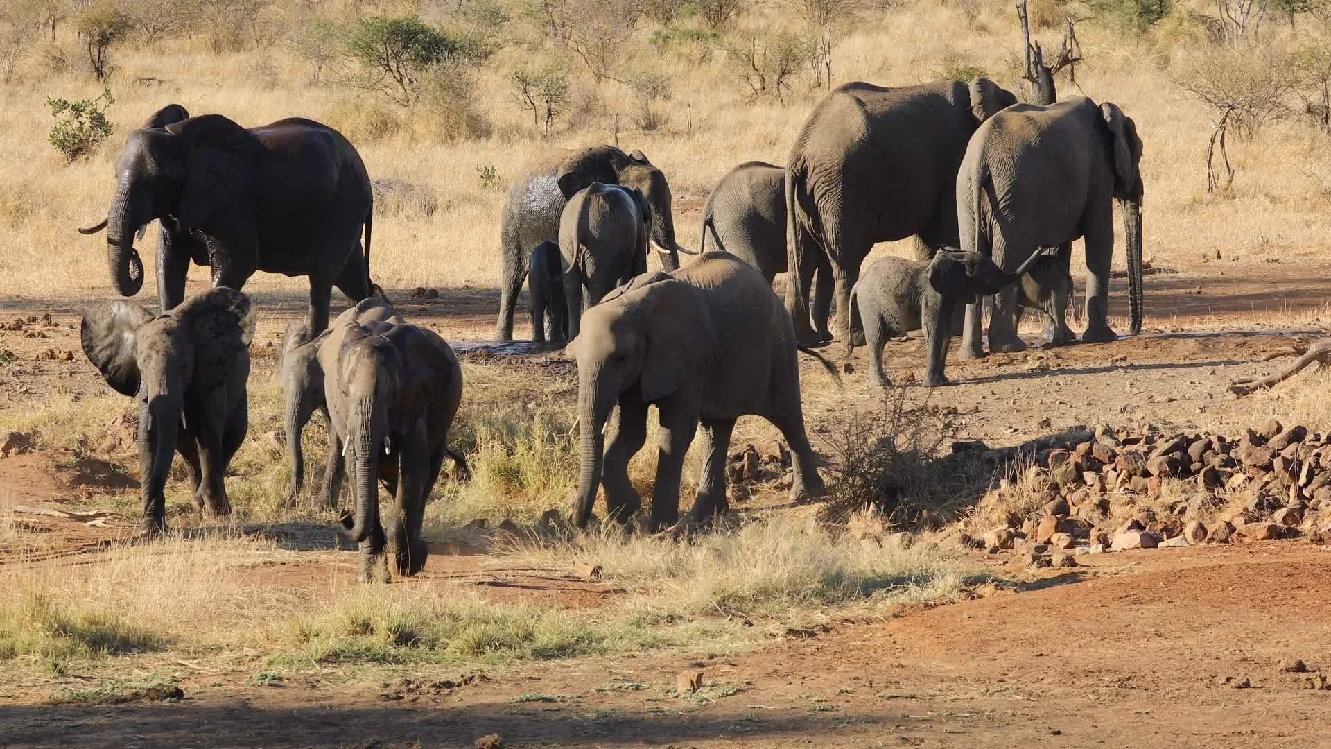 非洲象畜群克鲁杰国家公园视频的预览图