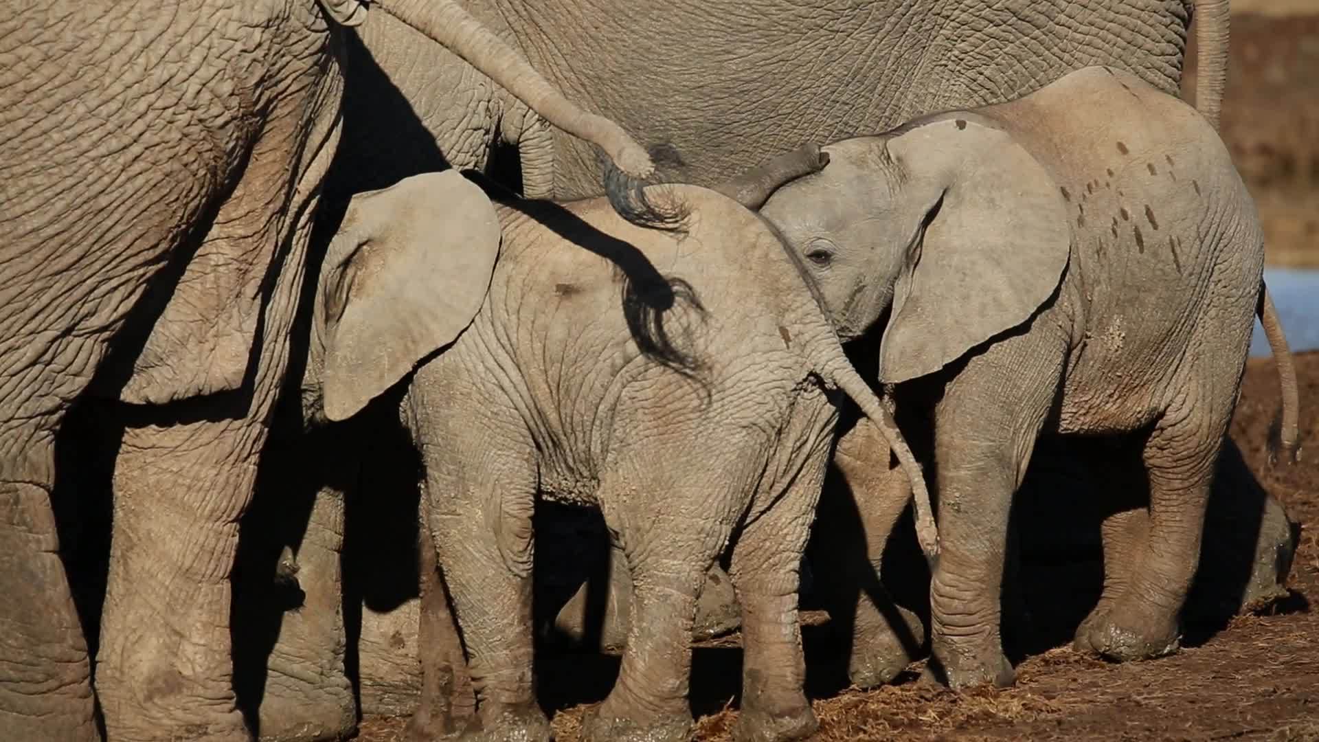 非洲大象幼崽视频的预览图