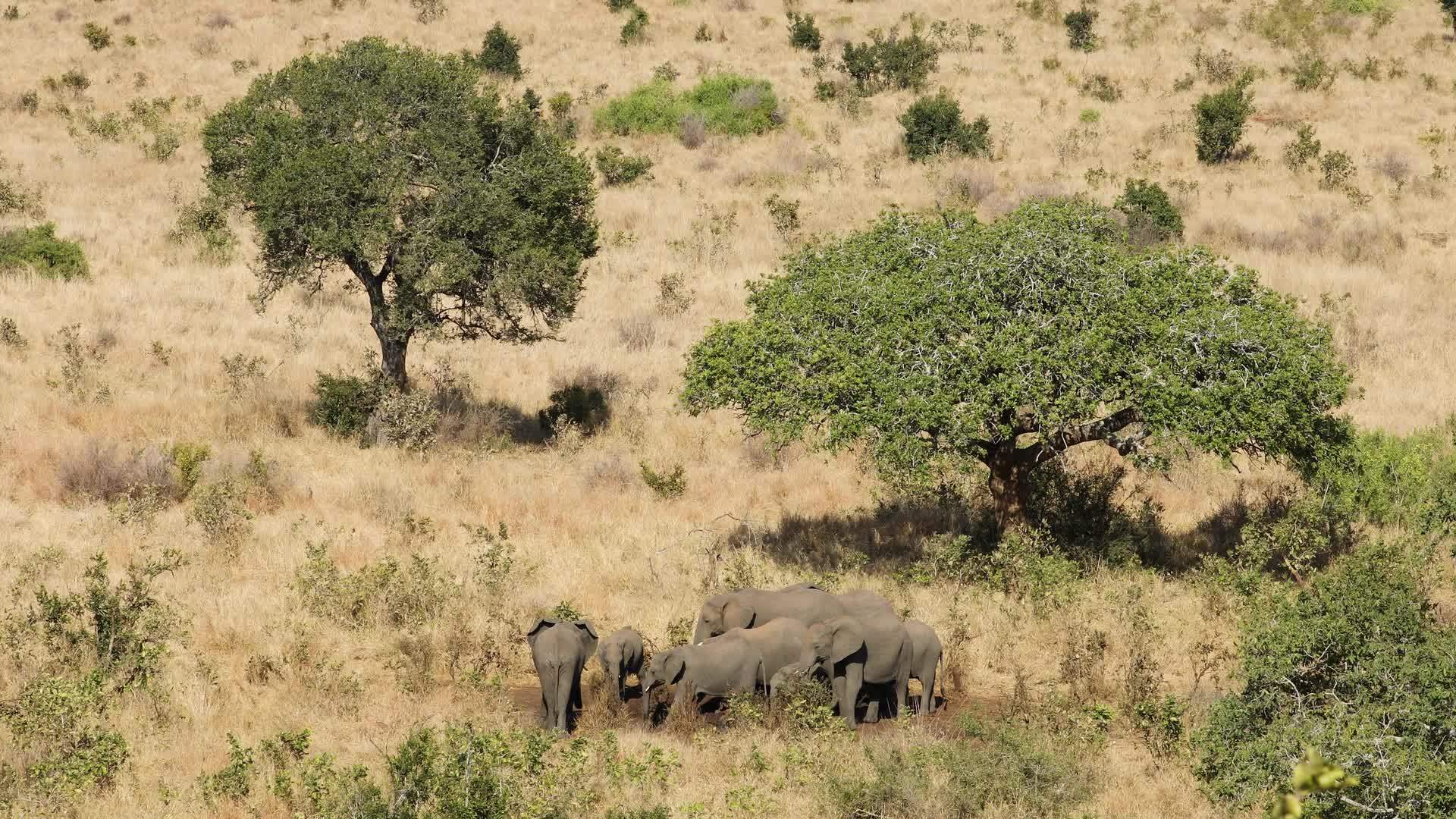 非洲大象Kruger国家公园视频的预览图