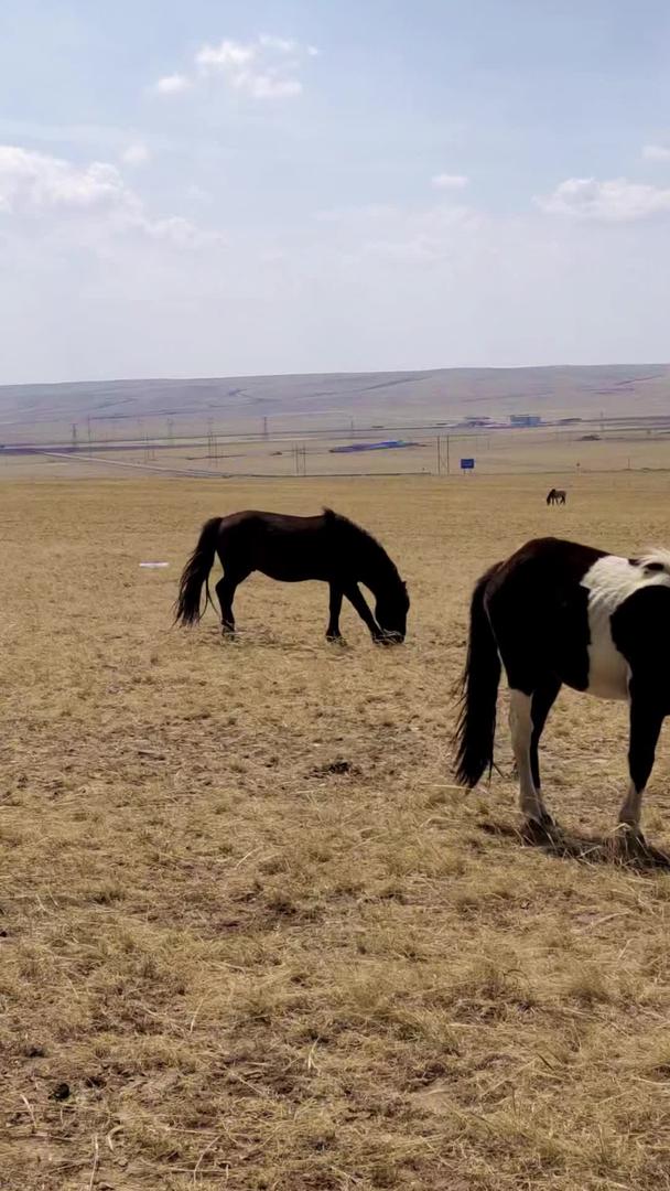在草原上拍摄广阔的内蒙古草原和马群视频的预览图
