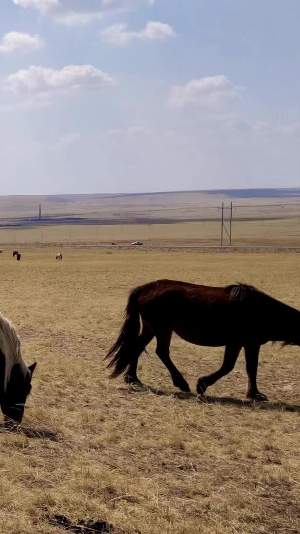 在草原上拍摄广阔的内蒙古草原和马群视频的预览图