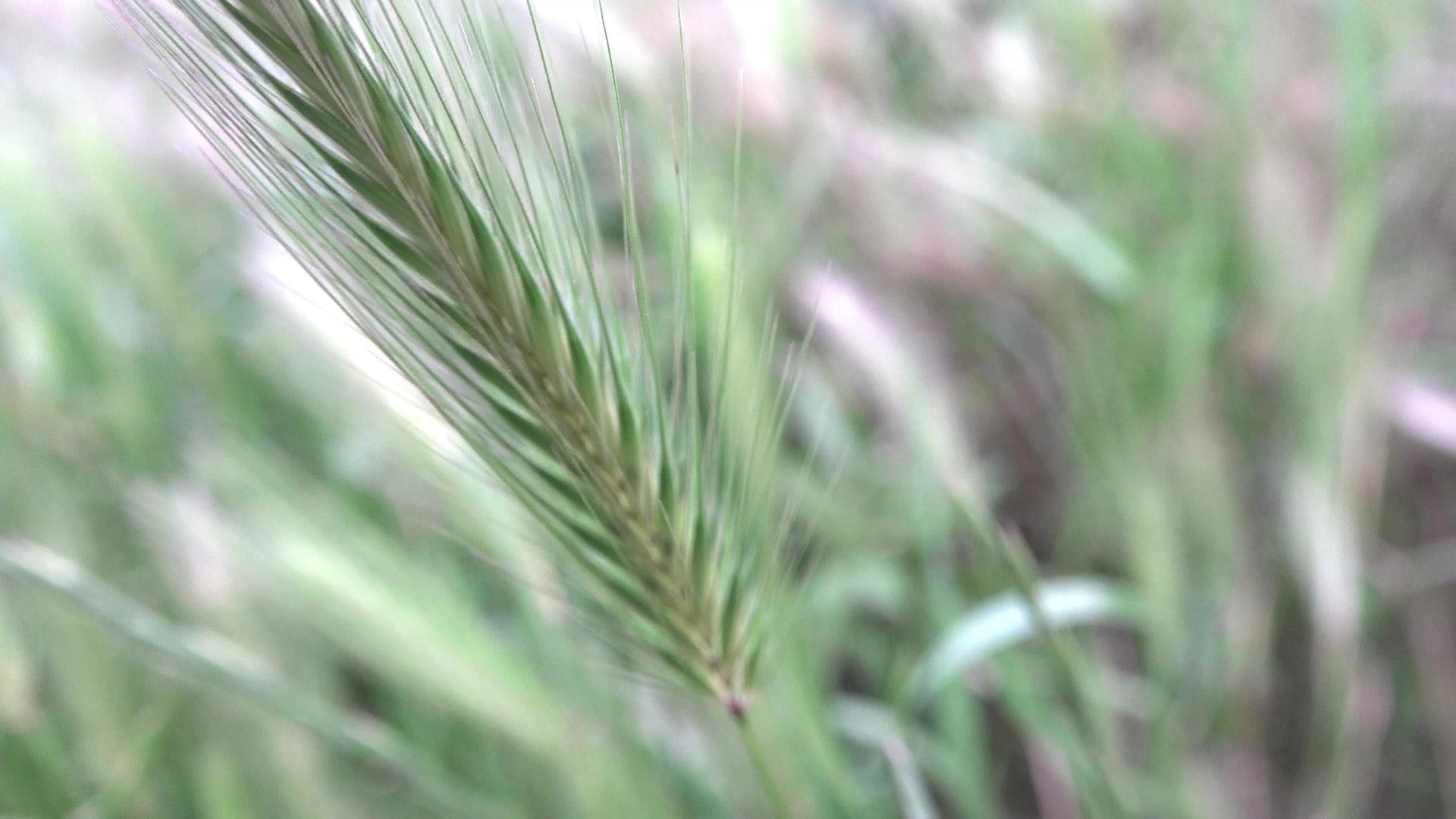 大麦绿地风吹大麦视频的预览图