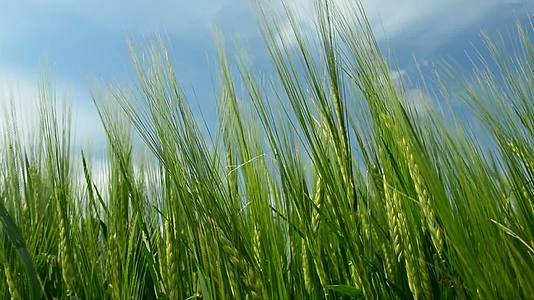 风中绿色大麦的摇摆耳朵视频的预览图