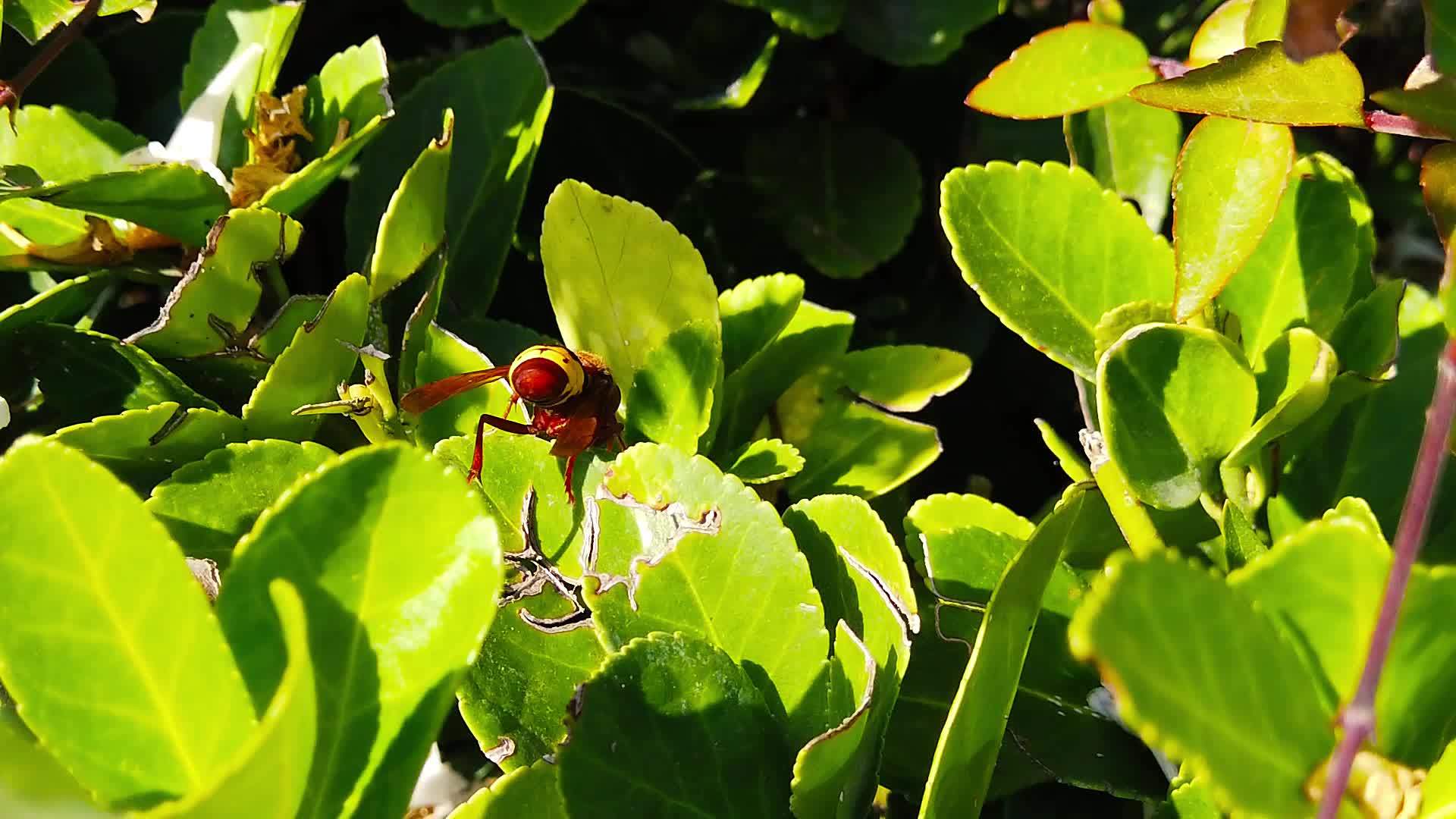 东方红蜂在树篱叶子上慢慢地移动视频的预览图
