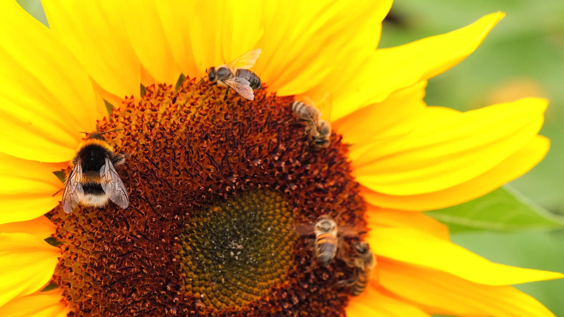 黑黄蜂从向日葵花中提取花蜜视频的预览图