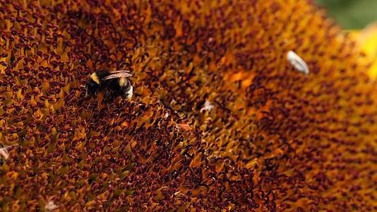 黑黄蜂从向日葵花中提取花蜜视频的预览图