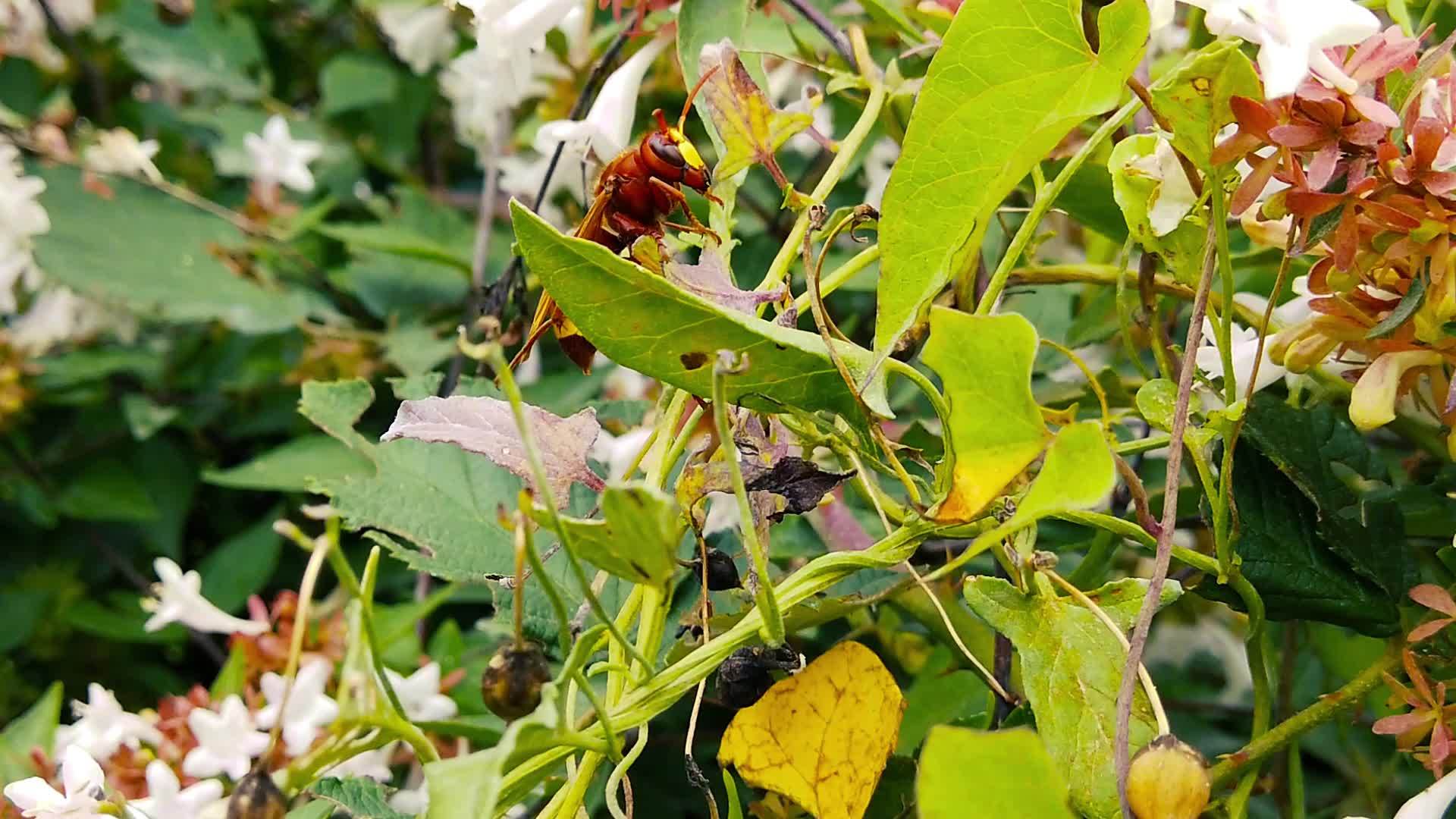 2001年东方黄蜂在常春藤叶上慢动作视频的预览图