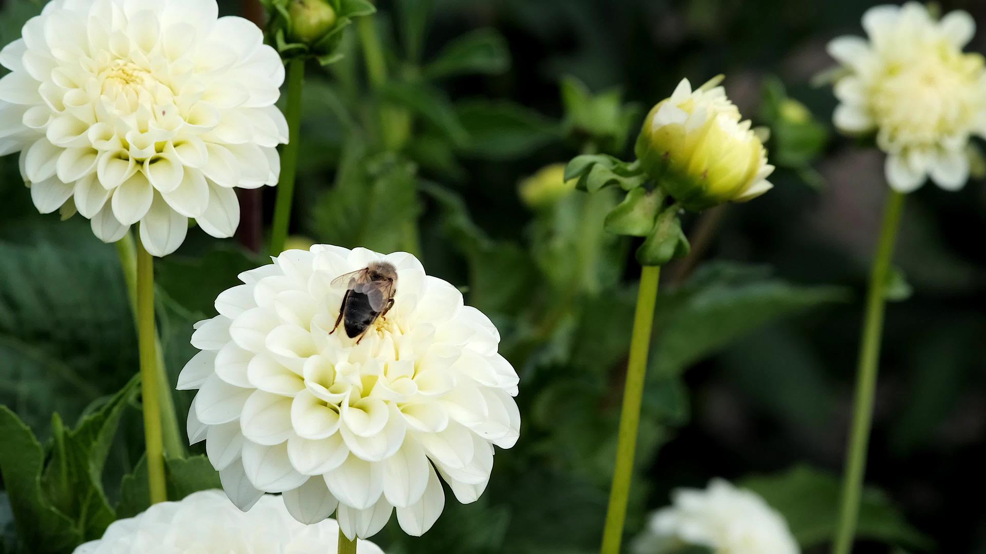 黄色的黄蜂从大丽花中采集花蜜视频的预览图