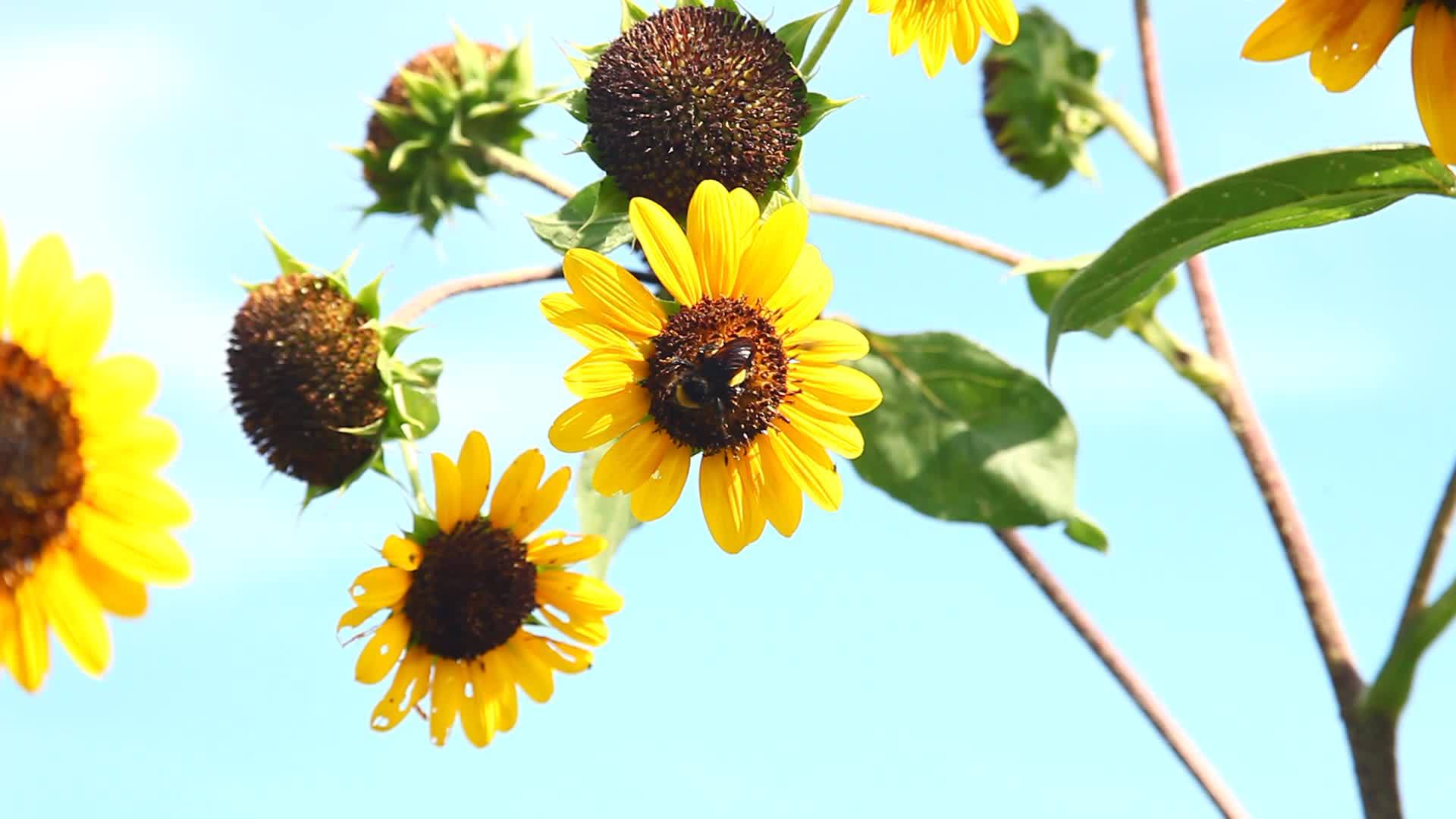 黄蜂在向日葵上视频的预览图
