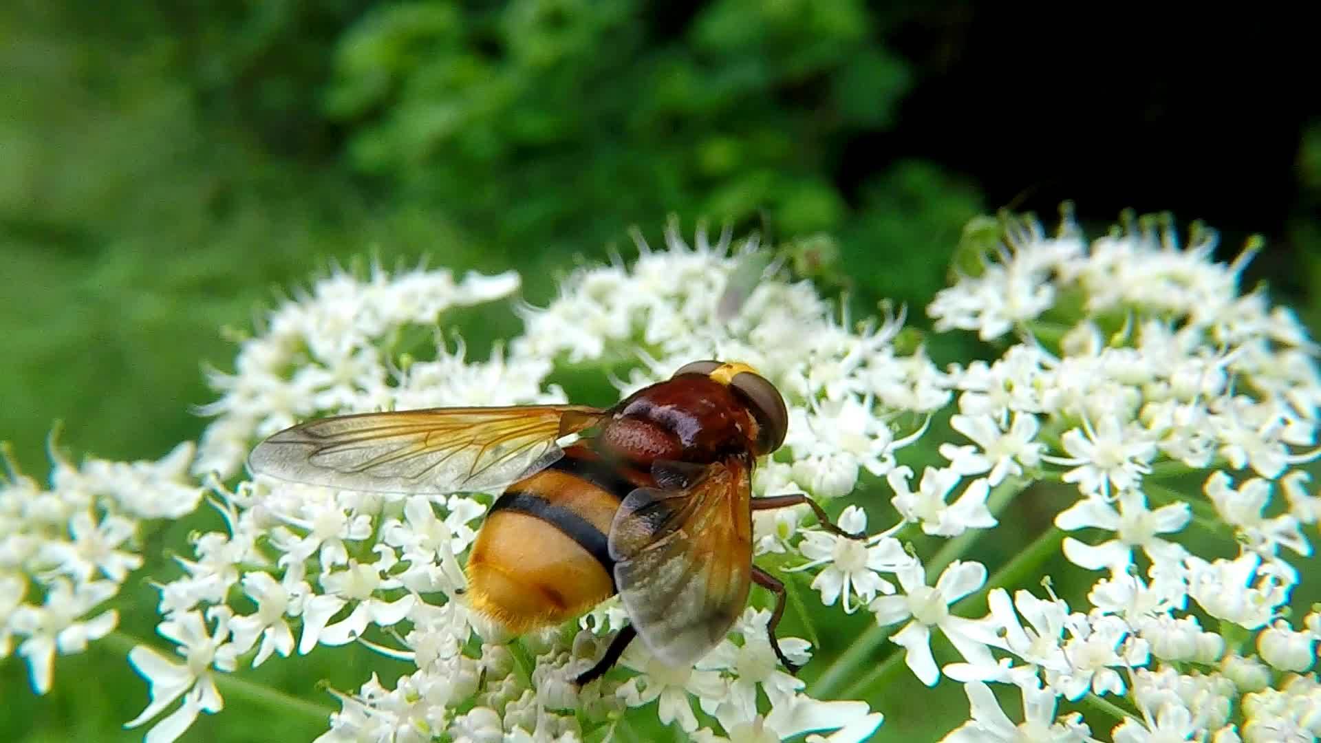 黄蜂模仿白花上的苍蝇视频的预览图