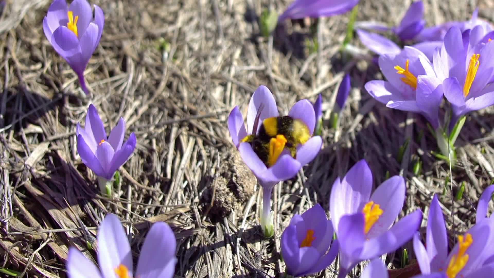 手持式后续拍摄和收集花蜜在紫花椰子藏红花上有选择性视频的预览图