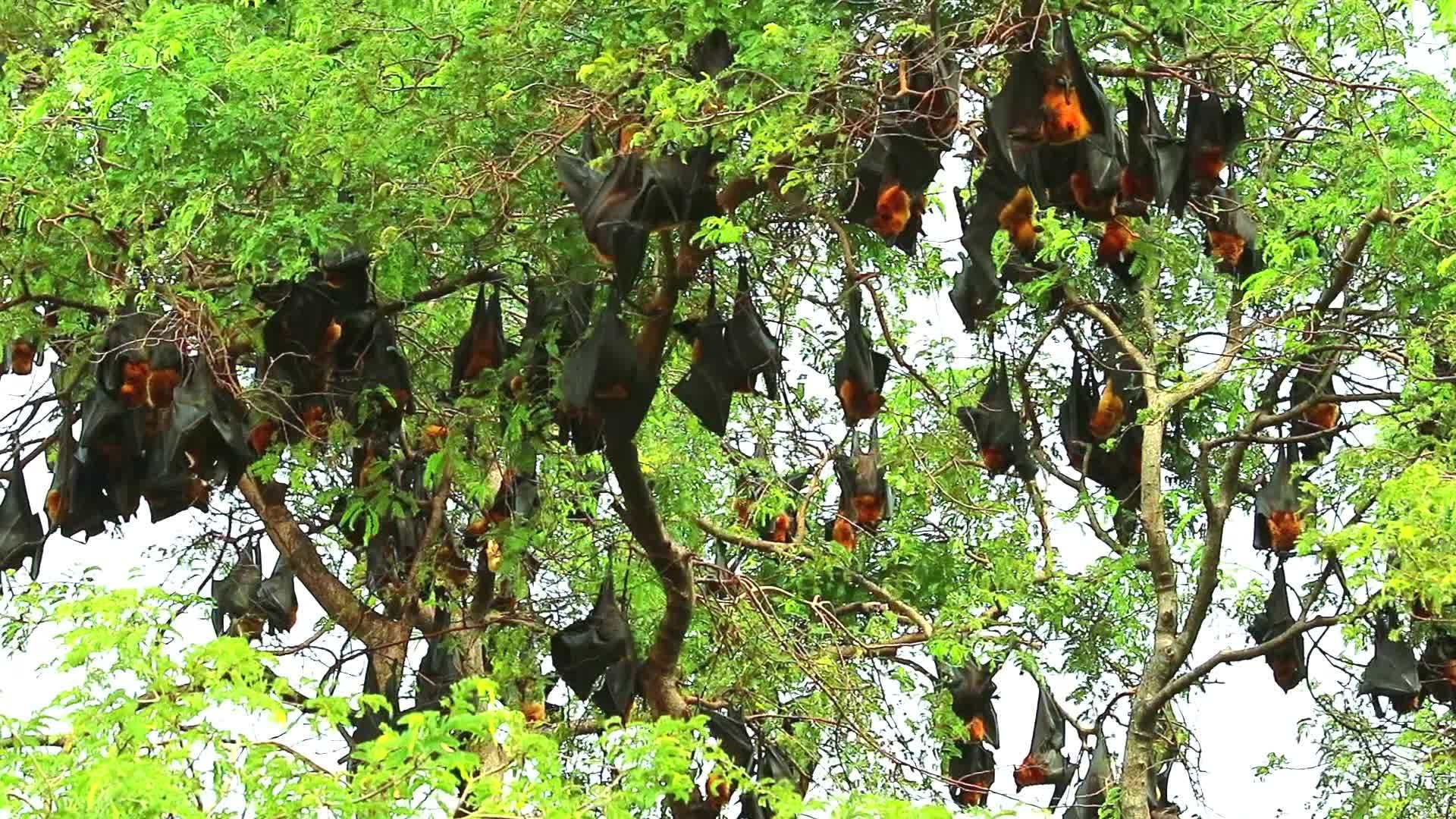 数百只苍蝇和飞狐坚持在树枝上下吊着睡觉视频的预览图