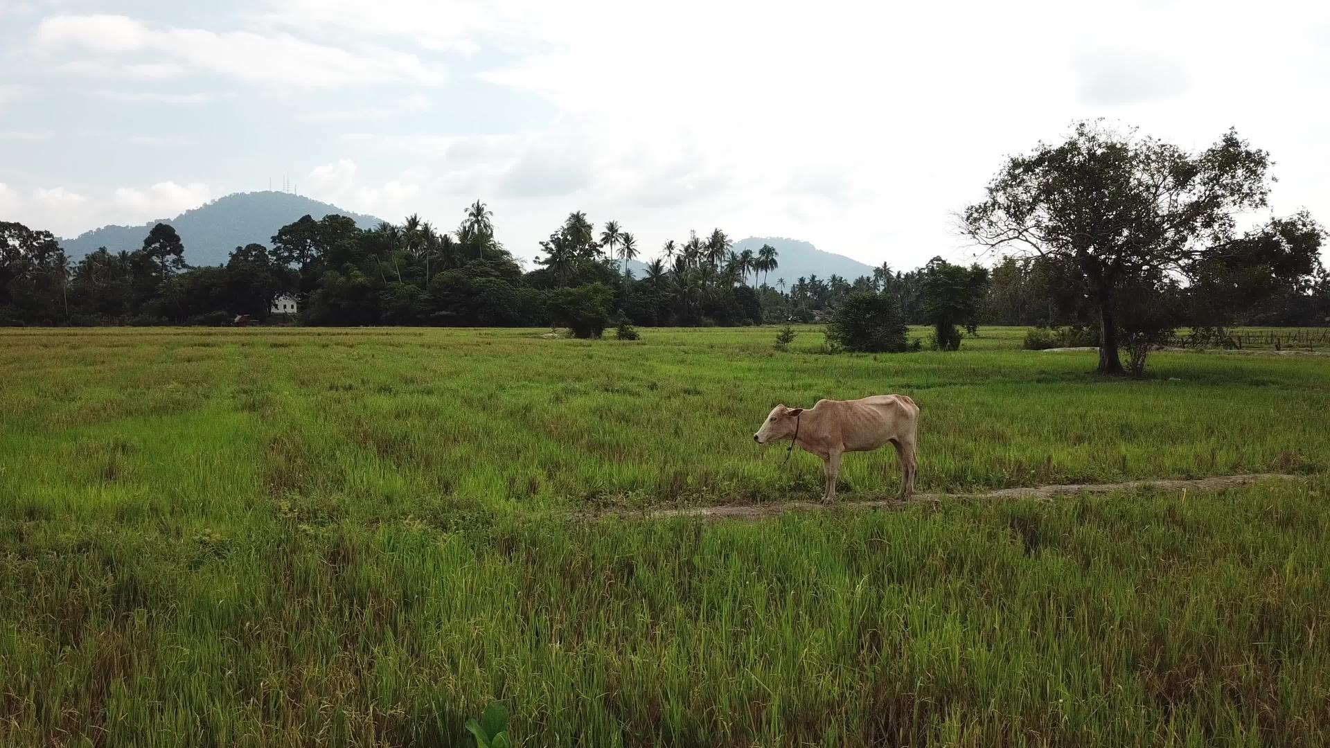 在勃南的稻田上视频的预览图