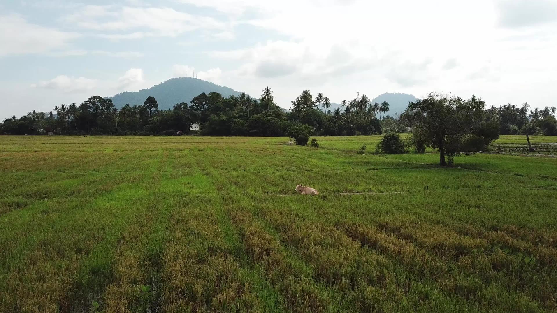 一头母牛坐在马来西亚的稻田里视频的预览图