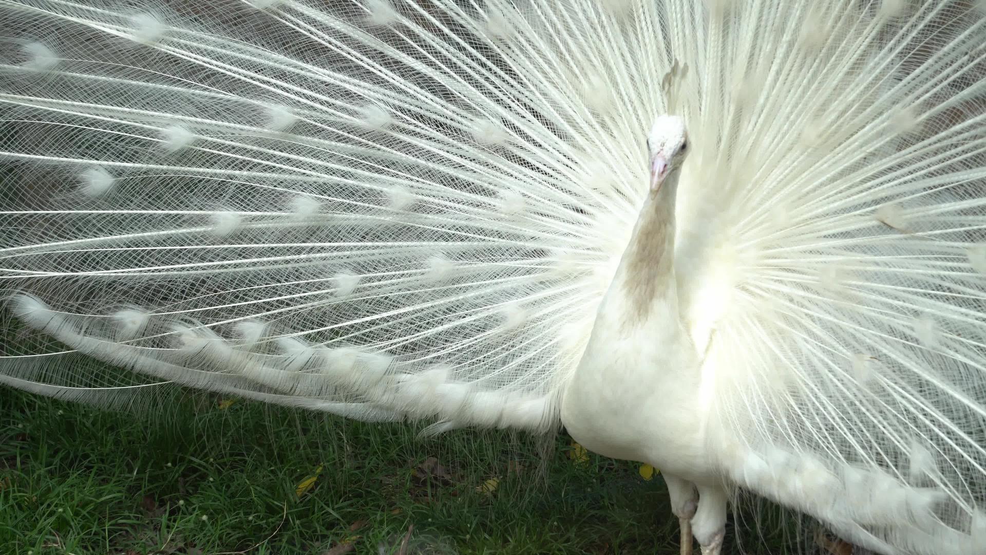 张开尾巴的白孔雀视频的预览图