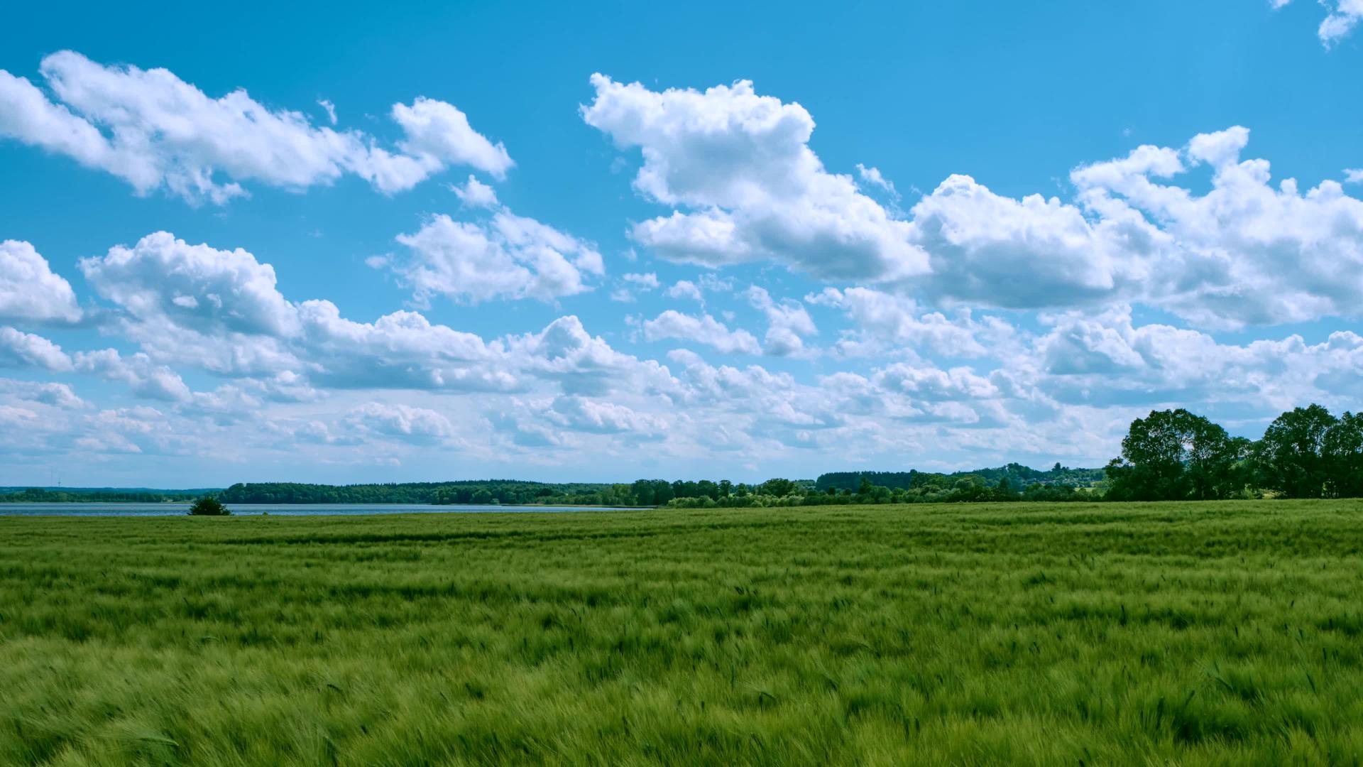 在夏天阳光明媚的日子里湖底深处的麦田被压碎了视频的预览图