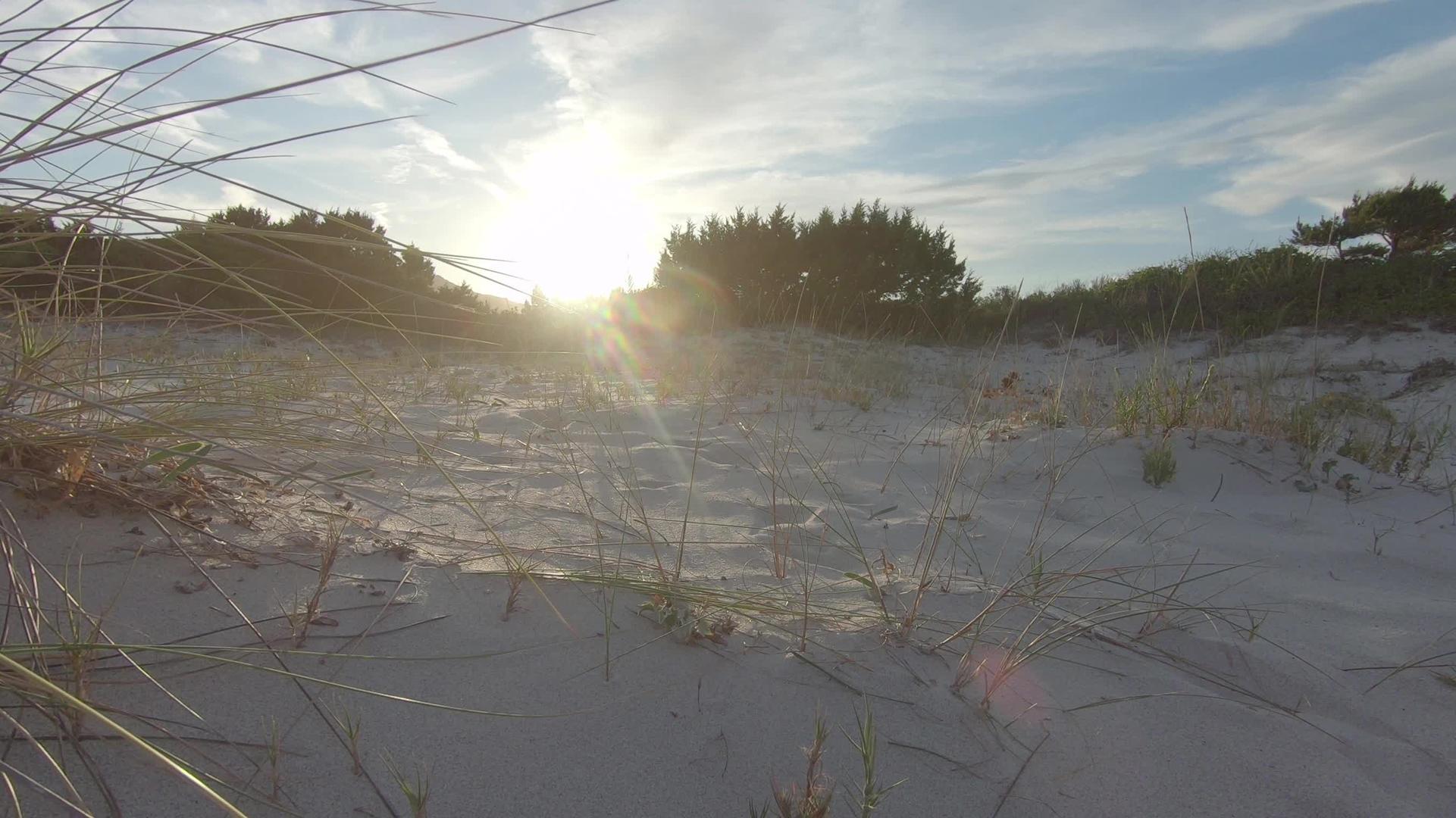 黄昏时分海滩沙丘上风吹着马拉姆草视频的预览图