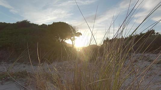 黄昏时分海滩沙丘上风吹着马拉姆草视频的预览图