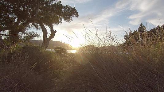 日落时在沙滩上的海草中行走日落时在后光中照耀着平面视频的预览图
