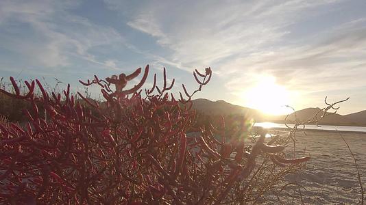 在童话般的日落风景中盐角草红色植物的背光特写镜头视频的预览图