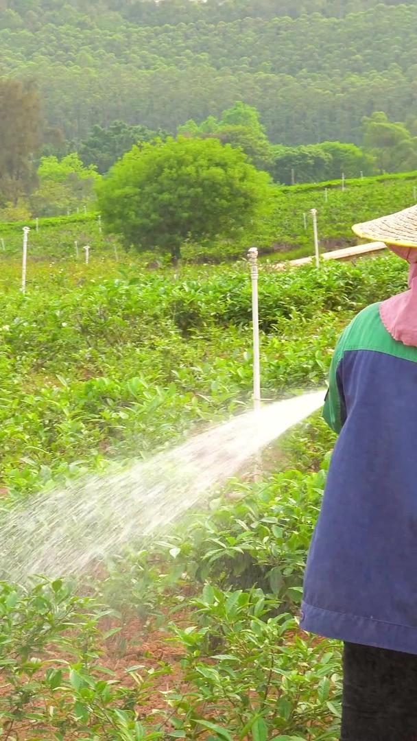 51劳动人民茶农浇水植物视频的预览图