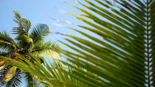 棕榈椰子王冠与蓝色阳光的天空视角对比视频的预览图