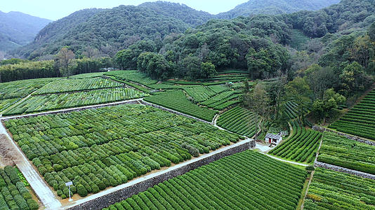 4K多角度近景航拍春季茶田种植园茶树合集素材视频的预览图
