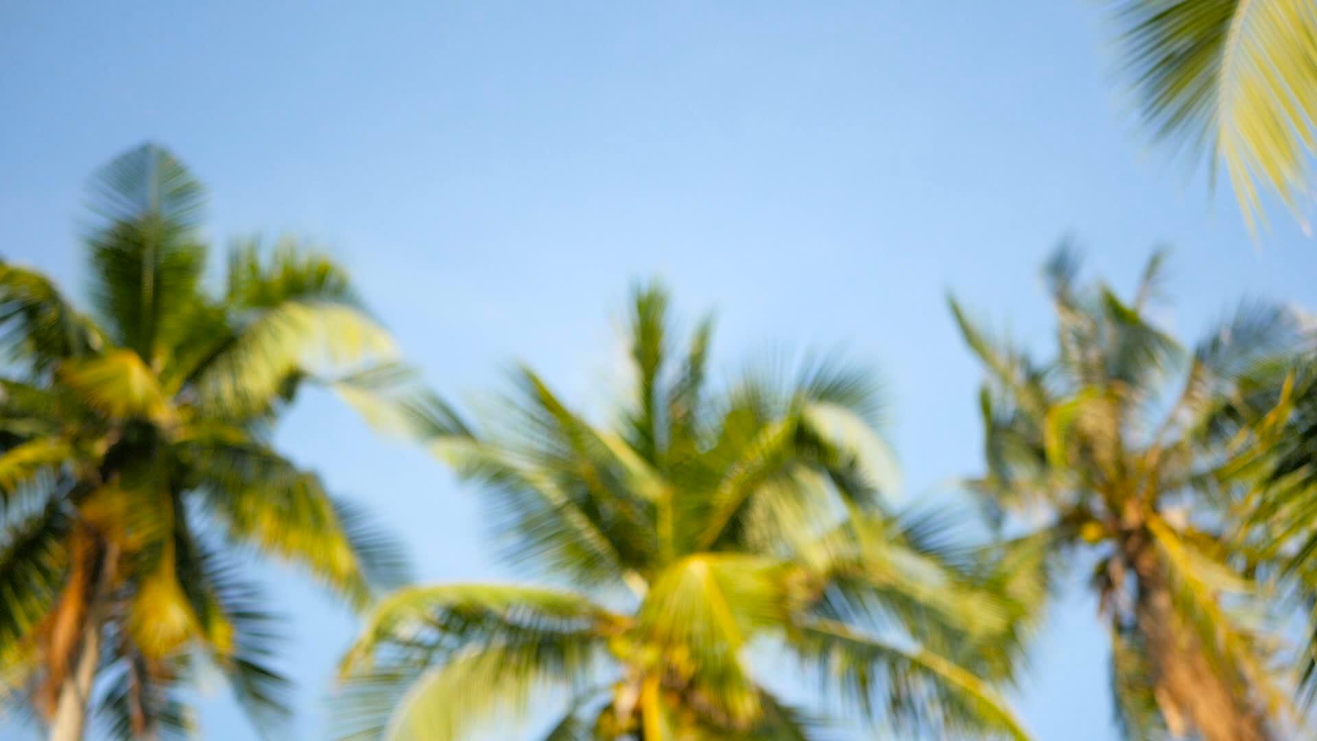 椰子树冠和阳光明媚的蓝天视频的预览图
