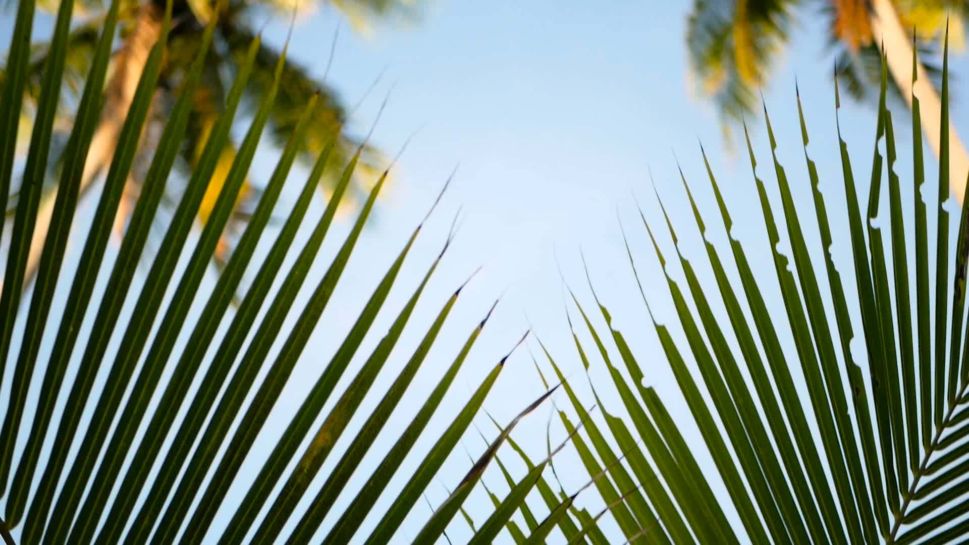 棕榈椰子王冠与蓝色阳光的天空视角对比视频的预览图
