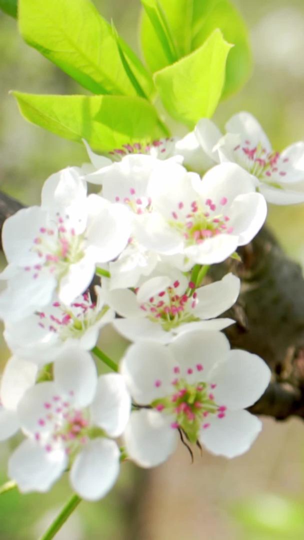 春季实拍盛开的梨花视频素材视频的预览图